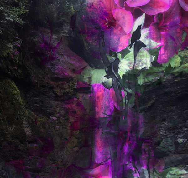 Crows Find Waterfall Of Blossoms by Devorah Reeves Photography