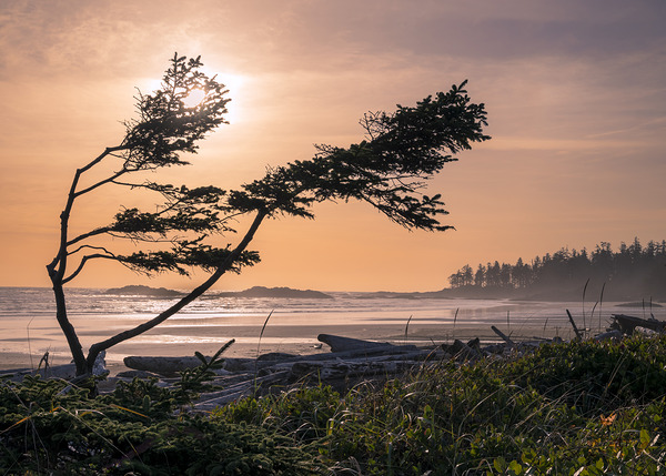 Tangerine Dream  by Devorah Reeves Photography