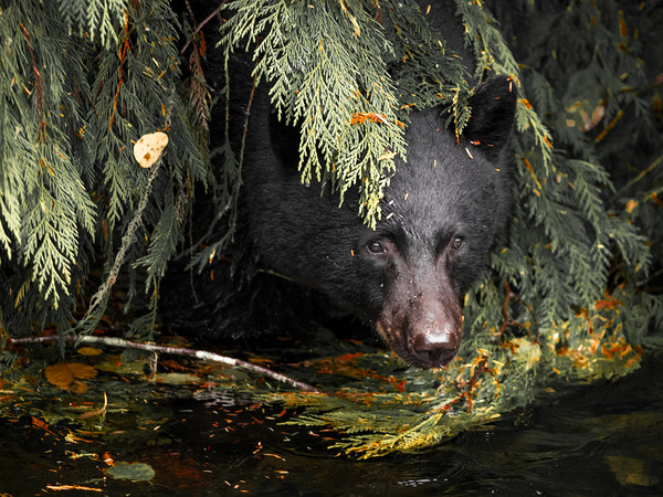 Peeking Out  by Devorah Reeves Photography