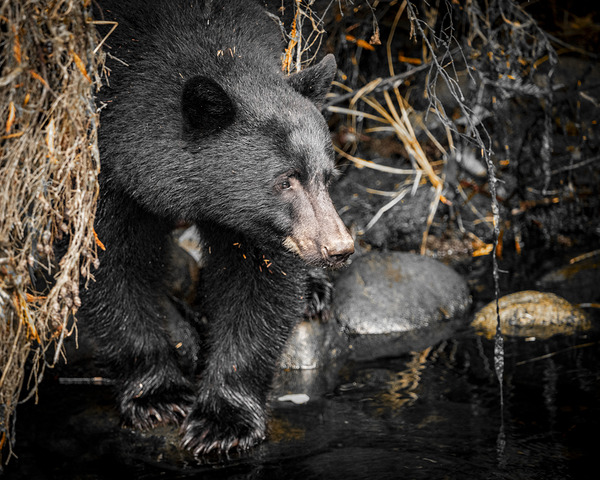 Black Bear Mystic by Devorah Reeves Photography