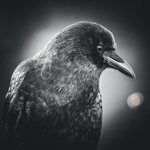 Crow Playing With The Light  by Devorah Reeves Photography