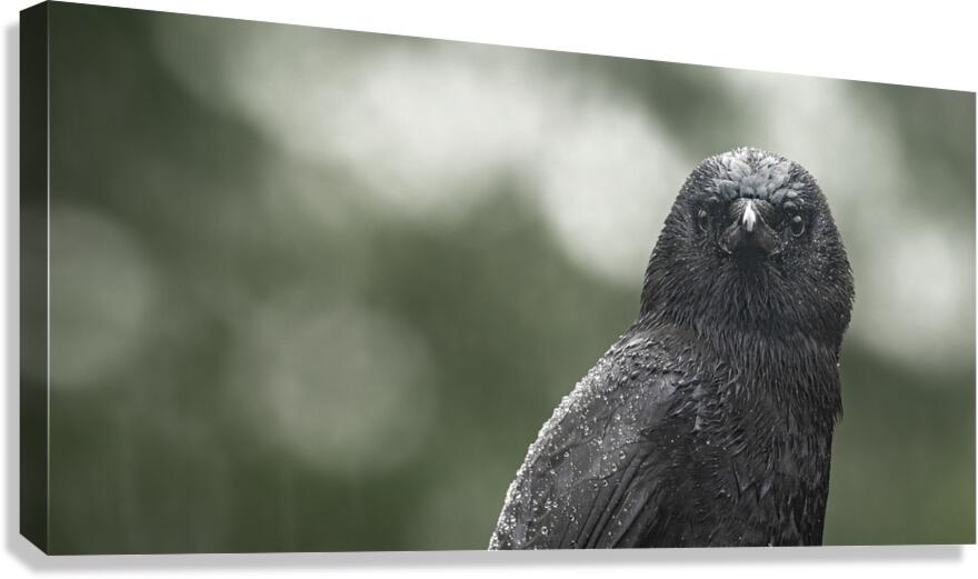 Watchful Eye  Canvas Print