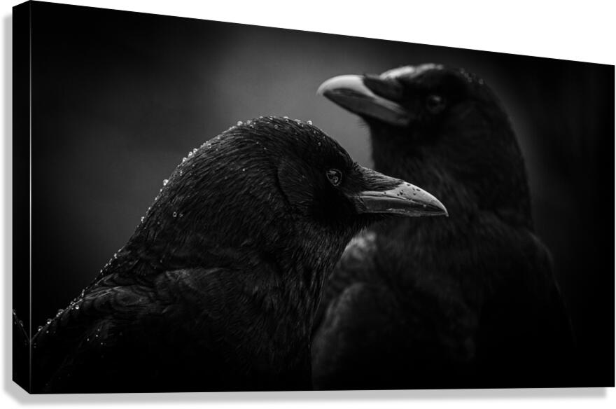 Crow Contemplation On A Rainy Afternoon  Canvas Print