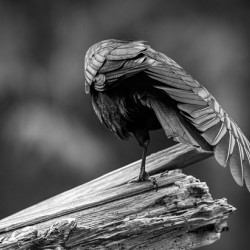 Crow Wing Art ~ 1 
