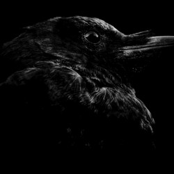 Midnight 