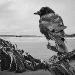 Driftwood Crow 