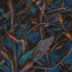 Memories Of Blue Kelp Forests 