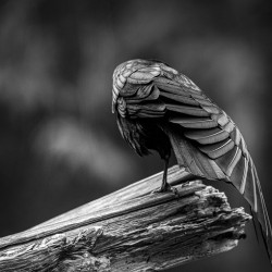 Crow Wing Art ~ 2 
