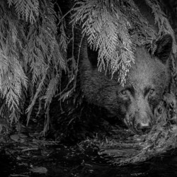 Peeking Out - Black and White 