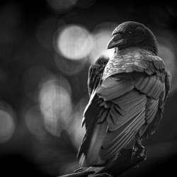 Wise Eye 