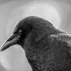 Circles Of Light Crow 