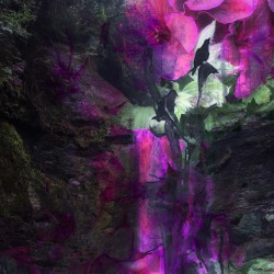 Crows Find Waterfall Of Blossoms