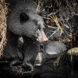 Black Bear Mystic