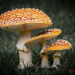 Forest Fungi Trio