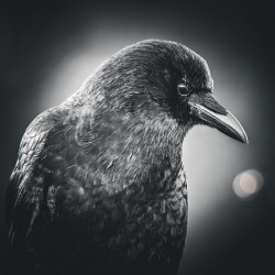 Crow Playing With The Light 