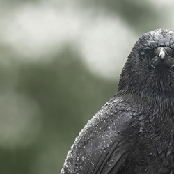 Watchful Eye 