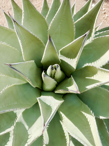 Joshua Tree Agave