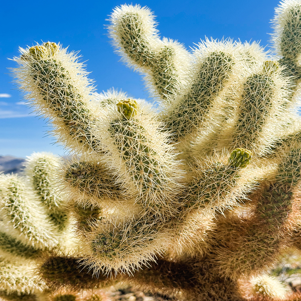 Cholla Cactus Print