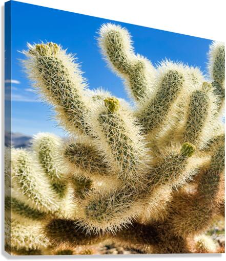 Cholla Cactus Canvas Print