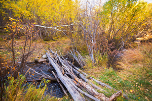 Rustic Log Bridge in Golden Autumn Forest – Serene Fall Creek 
