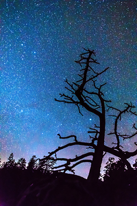 Starry Night Sky with Silhouette Tree