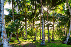 Jungle Paradise Sunshine