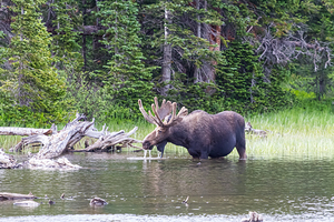 Water Feeding Moose