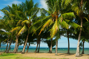 Stunning Palm Trees Swaying on the Shores of Negros Oriental