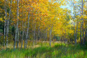 Golden Aspens & Green Dreams Natures Autumn Meadow