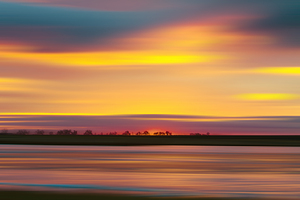 Colorful Tree Line
