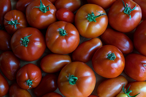 Fresh Tomatoes