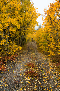 Inviting Autumn Hiking Trail