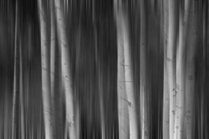 Autumn Aspen Trees Dreaming BW