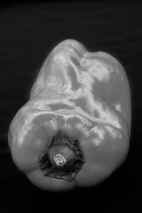 Red Pepper Bringing Sexy Back Black and White