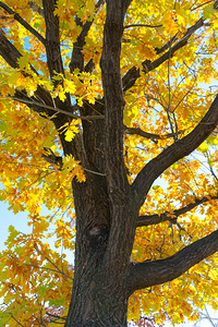 Golden Giggles   When Autumn Leaves Steal the Spotlight