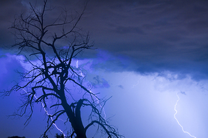 Lightning Tree Silhouette 38