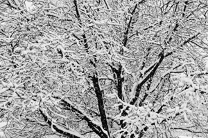 Black and White Snowy Tree Branches Abstract Three
