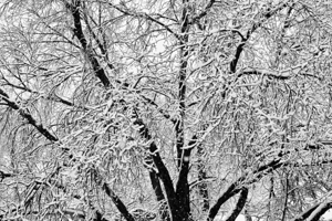 Black and White Snowy Tree Branches Abstract 2