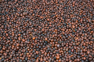  A Sea of Raw Coffee