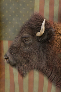 American Bison Profile