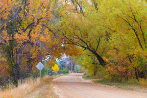 Autumns Enchantment - The Country Road Canopy