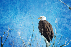 Bald Eagle Blues