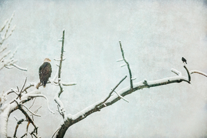 Bald Eagle Little Birdie