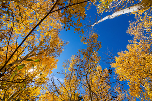 Blue Sky Autumn Bliss