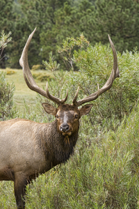 Bull Elk Eyes
