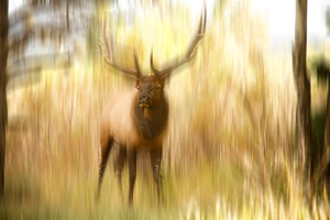 Bull Elk Forest Dreaming