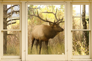 Bull Elk Window View