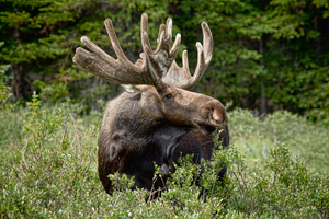 Bull Moose Wild