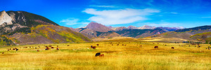 Cattle Grazing Autumn Panorama