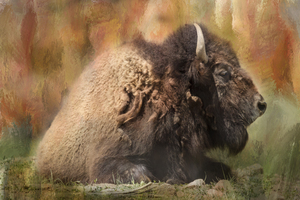 Colorful Bison